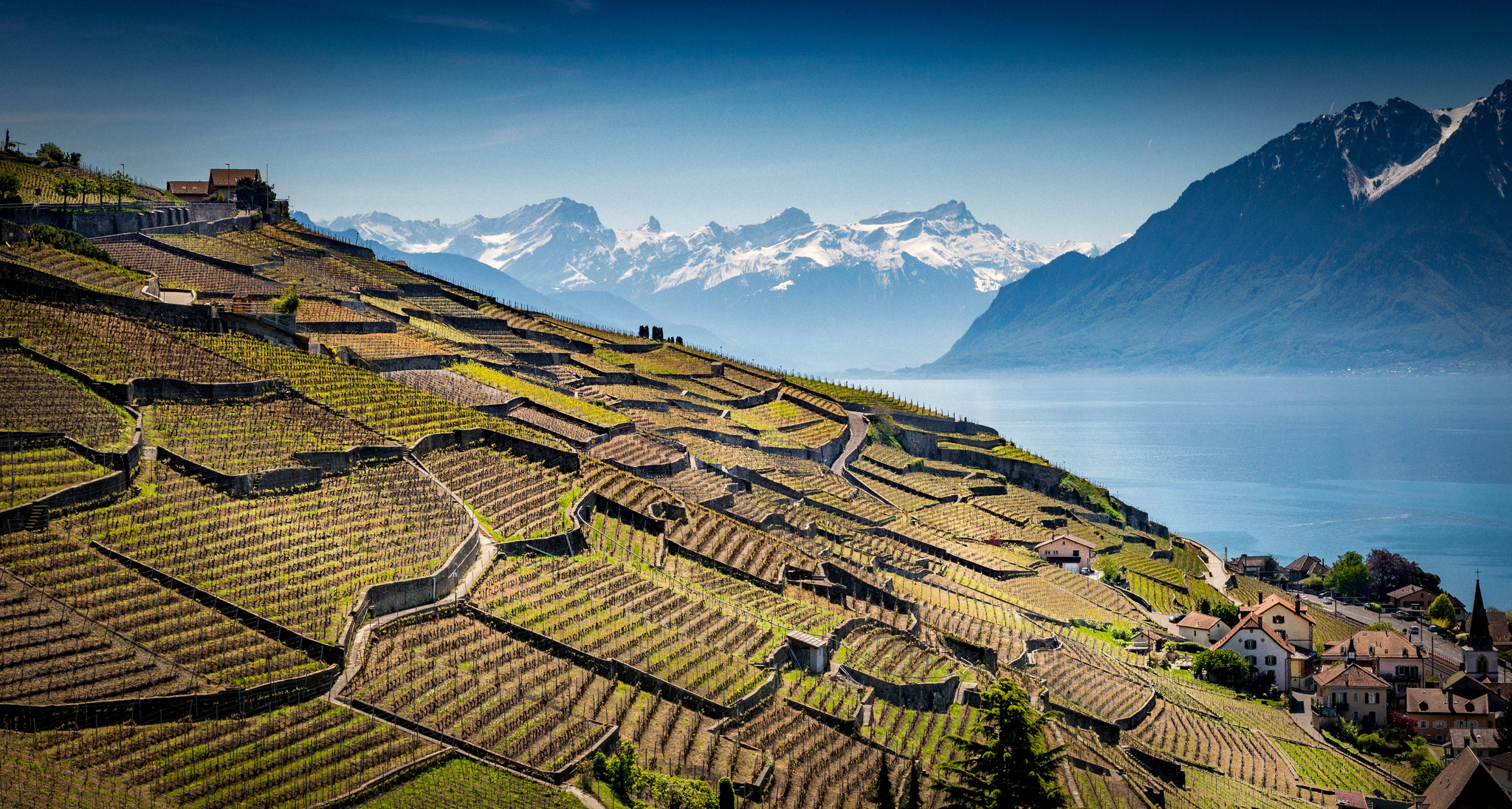 Les sarments de Neuchâtel